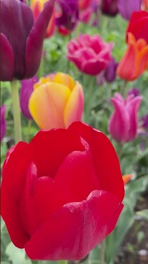 【季節の彩り】チューリップとカラフルな春の花たち（inあしかがフラワーパーク） #通勤タイパ #japantravel #春
