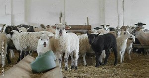 Herd of Sheep standing in Sheepfold Resting after Walking on Pasture. Different Varieties of Sheep, Lamb. Farming, Wool Business. Concept of Livestock Agriculture, Environment.