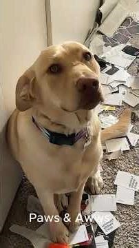 Mischievous Dogs Caught on Camera! 🐾😂