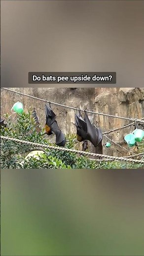 Do bats pee upside down?