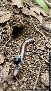 “A Centipede’s Journey Into the Underground” 🐛