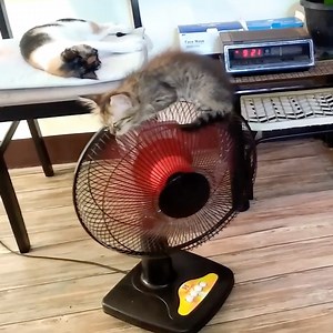 1.5M views · 61K reactions | After managing to climb on top of the fan, the adorable kitten figured this was the perfect place to take a nap. Check out more trending stories on ITK: https://bit.ly/39pSMAR | In The Know | Facebook