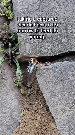 See why it's called a Cicada Killer Wasp 😱