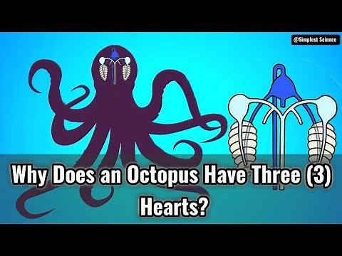 Why Does an Octopus Have Three (3) Hearts?