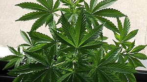 ACT laws permit the possession and personal use of small amounts of cannabis — but compliance is proving difficult.