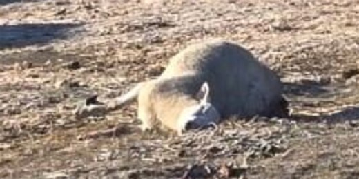 Pregnant ewe killed in wolf attack 100 yards from Plumas County home, law enforcement said