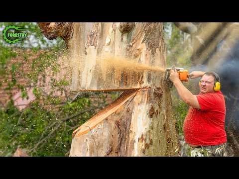 Extreme Dangerous Fastest Big Chainsaw Cutting Tree Machines | Monster Stump Removal Excavator #161