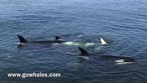 We had one of the most amazing experiences ever today, it brought tears to many people’s eyes. This family of Killer Whales, the CA51As and CA49C and her ~1 year old calf, surfaced right next to our boat when we were in neutral and started resting. The younger whales started lifting their heads out of the water, rubbing against their family members, and rolling around. Close socializing at its finest! This was an amazing, once in a lifetime experience. This happened after they killed one sea lio