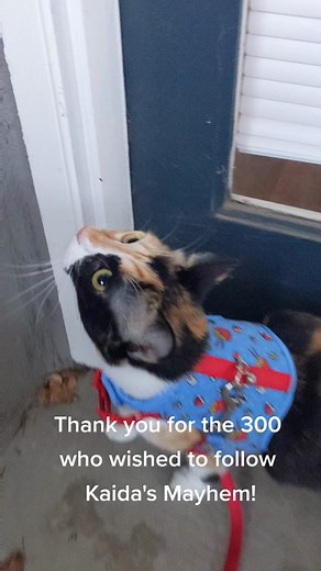 TikTok · KaidaTheCalico