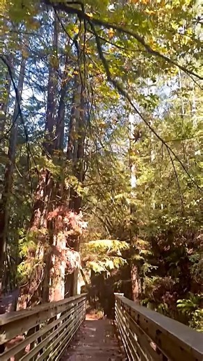 Jennifer Siebel Newsom on Instagram: "2026 is…incoming! Just like Koa and Max. And a new year is the perfect excuse to get outside. Join us on January 1 for First Day Hikes and kick off 2026 exploring California’s beautiful state parks with family and friends. Find a hike near you through @castateparks🌲 And if the impending storms are prohibiting you from a hike, head to your local library, grab a good book, and ring in the new year. Sending love to all!"