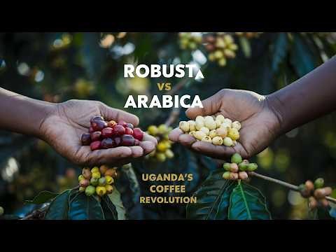 Coffee Growing in Uganda: Inside Robusta & Arabica Farming