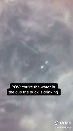 Quench Your Thirst: A Duck's POV Drinking Water