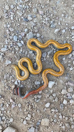 Regal ringneck snake from Texas playing dead. 🐍 | Justin Doll