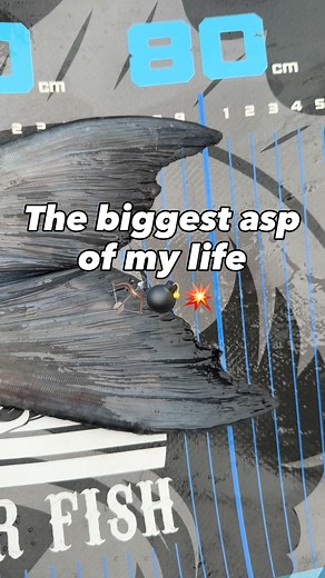 𝗧𝗛𝗘 𝗕𝗜𝗚𝗚𝗘𝗦𝗧 𝗔𝗦𝗣 𝗢𝗙 𝗠𝗬 𝗟𝗜𝗙𝗘 8️⃣0️⃣🆙🏹🏹💥 🎣 🇮🇹 Purtroppo dell’aspio più grosso che abbia mai preso in vita mia mi resta solo questo video. Niente foto 😢 Un video che non rende minimamente giustizia alla stazza di un pesce semplicemente perfetto: non solo lungo, ma impressionante per quanto fosse spesso. Un aspio sano, forte, l’aspio più grande che abbia mai visto dal vivo e che avrei tanto voluto immortalare in foto. Un po’ mi piange il cuore, ma allo stesso tempo mi dà 