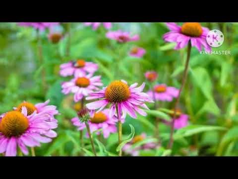 JW Song Music | Trust in Jehovah | Kingdom Worship Song