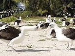 Pair of Laysan albatross' seen performing their mating ritual dance