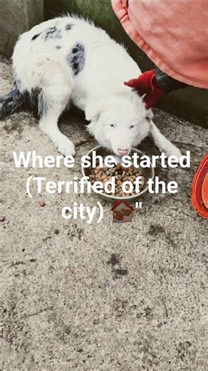 This Double Merle border collie's glow-up is unreal #rescue