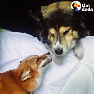 This fox and her dog brother play together in the cutest way 💕💕💕 | The Dodo
