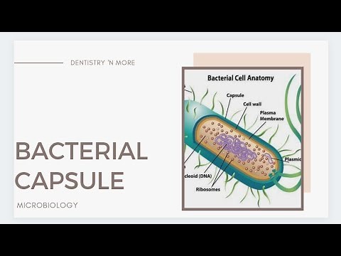BACTERIAL CAPSULE