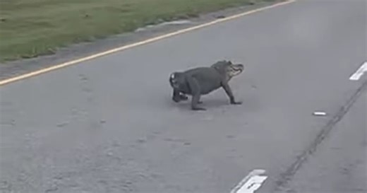 Somebody Caught An Alligator Without A Tail Crossing A Road, And It Looks Like Half Of Its Body Is Gone