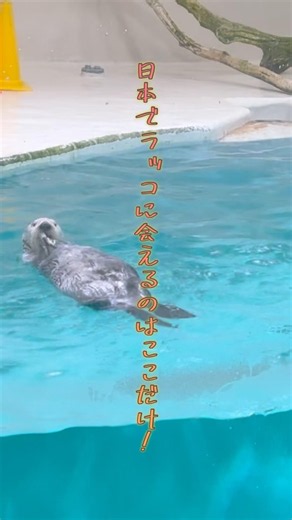 鳥羽水族館#ラッコ#ジュゴン#マナティー#イロワケイルカ#セイウチ#鳥羽観光