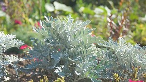 Silver ragwort or dusty miller in the garden on the bed . A beautiful perennial herbaceous plant with velvet leaves. Jacobaea maritima. Selective focus. Stock Video