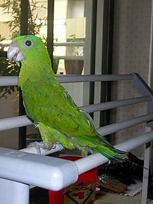 Blue crowned racket tail - Alchetron, the free social encyclopedia