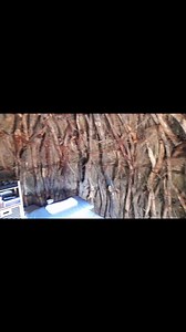 WATCH: The Basarwa traditional hut, the mogwaafatshe, is turned into a modern day spa to give attendants of Kanaku Horse Race Challenge a treat whilst showcasing the host local community's heritage. | The Patriot on Sunday