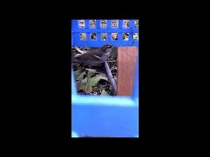 How to Make a Live Bird Trap