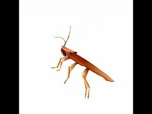 Spinning cockroach 1 Hour