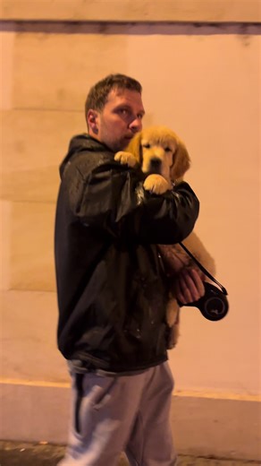 Moments avec mon Golden Retriever : 2 ans plus tard