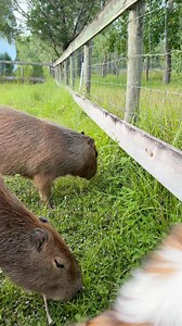 9K views · 924 reactions | Meanwhile the grass in their paddock is up to my shins 臘‍♀️ did you know capybaras are grazers? Their diet consists primarily of grasses and other vegetation. Though they do opportunistically feed on fruit as well! #capybaras #capybara #animal #animals #wildlife | Dark Wings Wildlife & Education | Facebook