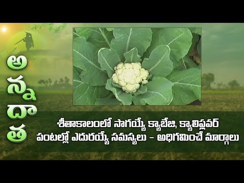 Tips to overcome winter problems in cabbage & cauliflower | ETV