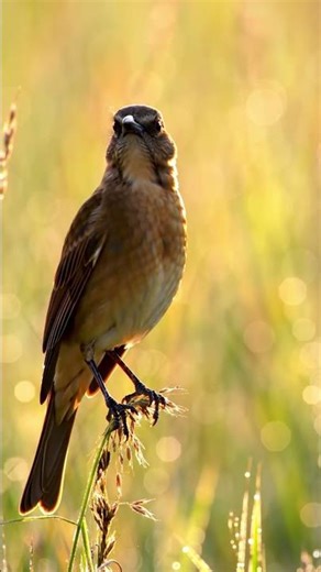 Brown-headed Cowbird Bird Call 4K | Instant ID Clip | Watch the Signature Song #birdcall #birdsound