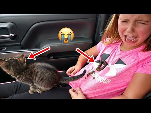 Videos De Risa de Animales - Los Mejores Videos de Gatos Chistosos #24