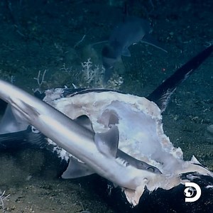 1.7M views · 450 shares | We’re bringing you the wildest, craziest, most sharktastic moments captured on video this year! Sharks Gone Wild 3 premieres tonight at 10p on Discovery. #SharkWeek | Shark Week | Facebook