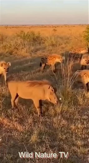 32K views · 562 reactions | “When the Jungle Closes In” It doesn’t start with noise. It starts with silence. One animal. Surrounded by patience, not speed. In the wild, survival isn’t about strength alone — it’s about lasting longer than fear. #wildlife #naturedocumentary #survivalinstinct #predatorlife #animalbehavior #wildlifevideo #junglemoment #naturetruth | Wild Nature TV | Facebook