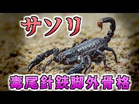 サソリについて解説！独特な見た目や毒などの基本情報を紹介。彼らの驚異的な生態とは？
