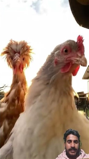 Chicken dance 🐔😂(Remix) #rooster #chicken #song