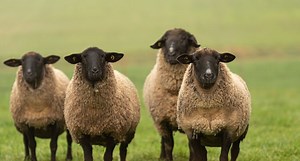 Suffolk Sheep are America’s Most Common Breed of Sheep