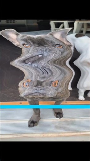 dogs time warp scan😱#dogs #animal #pets #shorts