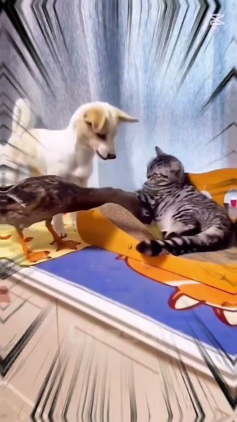 Kung Fu Dog Shocks Everyone with His Epic Moves!