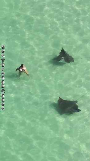 Big Stingrays Swimming Around People at the Beach Yesterday near St Pete. Eagle Rays get about 10 feet wide and can have a 6-8 foot long tail with a stinger. #nature #AmaZing #animals #beach #tbt #wildlife #ocean #nope #scary #Florida #Clearwater #outdoors #naturephotography #Stingrays #sealife #Awesome #stpete Nat Geo Wild National Geographic Visit St. Pete/Clearwater BBC Earth | See Through Canoe