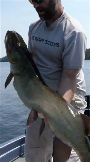 Releasing a 35-POUND Musky in Northern Wisconsin! #fishing #musky #muskyfishing #muskie #bigfish