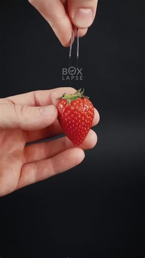 160 days in 32 seconds - Strawberry timelapse #amazingtimelapse #fyp #usa #nature #garden