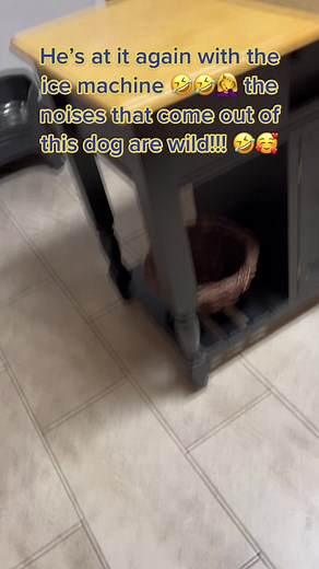 #greatdanesoftiktok #greatdanelife #greatdaneproblems