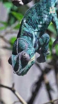 How Chameleons Move Their Eyes Independently - And Why It’s So Effective