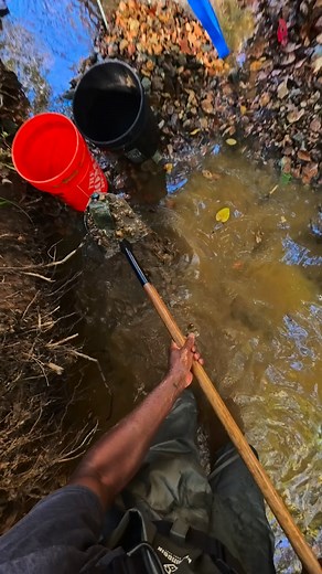 Digging up gold in creek #gold #goldmining #goldprospecting #goldrush #goldpanning | Au DMV.
