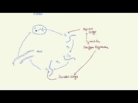 Life Cycle of Plant Parasitic Nematodes.