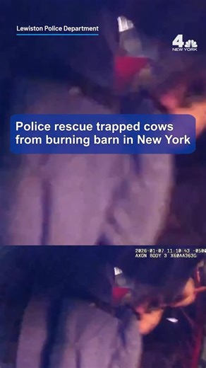 NBC New York on Instagram: "The Lewiston Police Department released dramatic body camera video showing officers rescuing cows trapped inside a burning barn in New York. #animals #newyork"